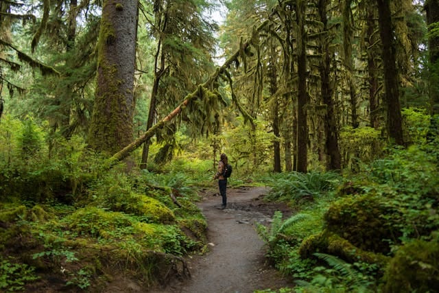 Hollyford Track Long Distance Trekking